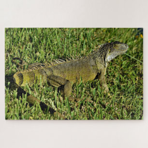 Green Iguana Lizard in Gras