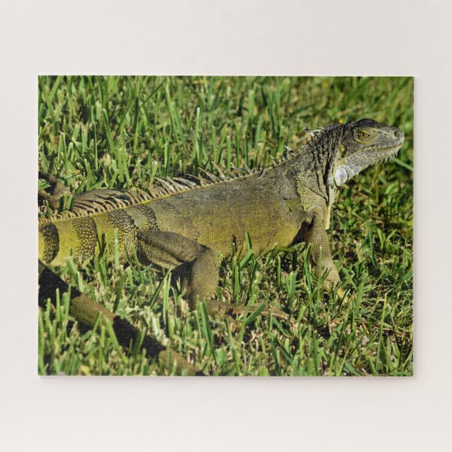Green Iguana Lizard in Grass (Horizontal)