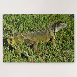 Green Iguana Lizard in Grass