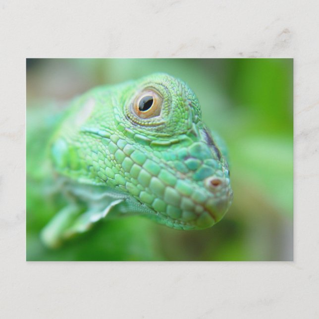 Green Iguana Lizard Reptile auf der linken Postkar Postkarte (Vorderseite)