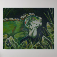 Green Iguana