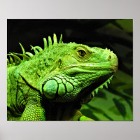 Green Iguana