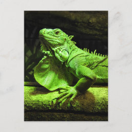 Green Iguana Postkarte