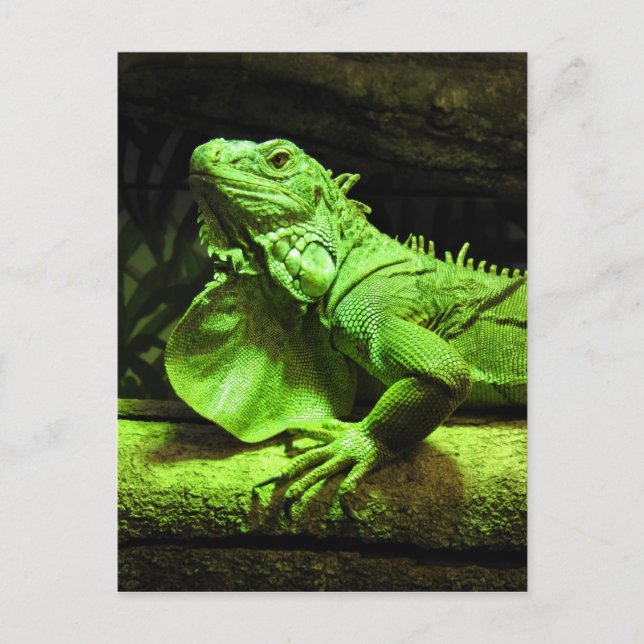 Green Iguana Postkarte (Vorderseite)