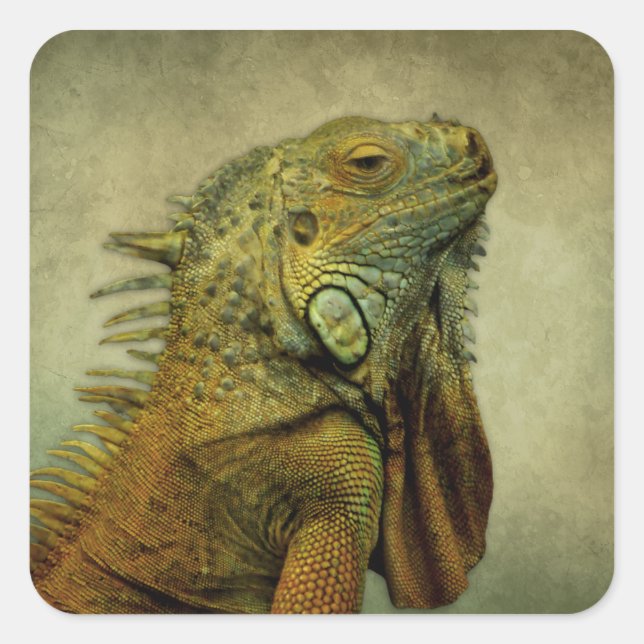 Green Iguana Quadratischer Aufkleber (Vorderseite)
