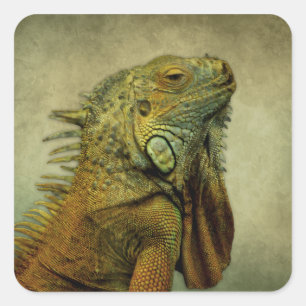 Green Iguana Quadratischer Aufkleber