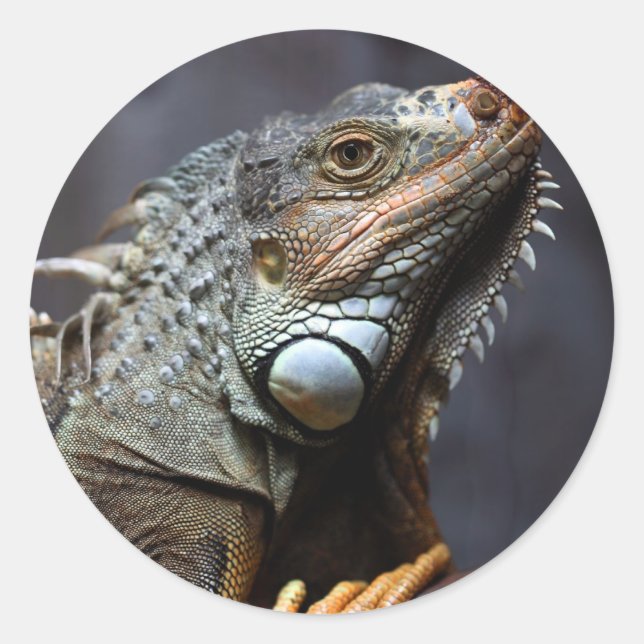 Green Iguana Runder Aufkleber (Vorderseite)