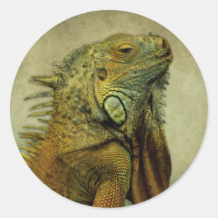 Green Iguana Runder Aufkleber