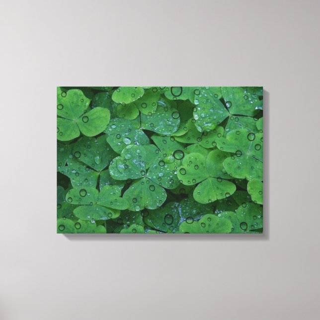 Green Irish Closed Wall Leinwand (Vorderseite)