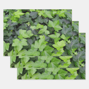 Green Ivy Botanical Print Geschenkpapier Set