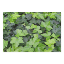 Green Ivy Botanical Print