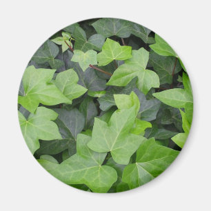 Green Ivy Botanical Print Magnet