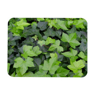 Green Ivy Botanical Print Magnet