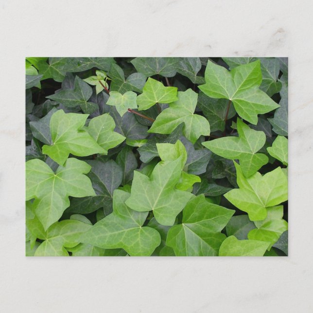 Green Ivy Botanical Print Postkarte (Vorderseite)