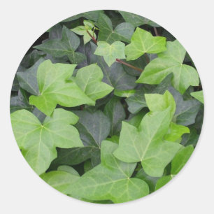 Green Ivy Botanical Print Runder Aufkleber