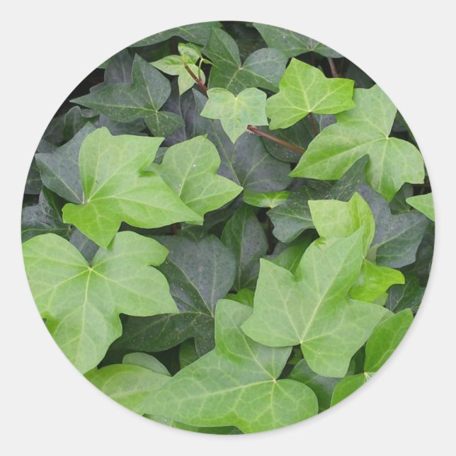 Green Ivy Botanical Print Runder Aufkleber (Vorderseite)