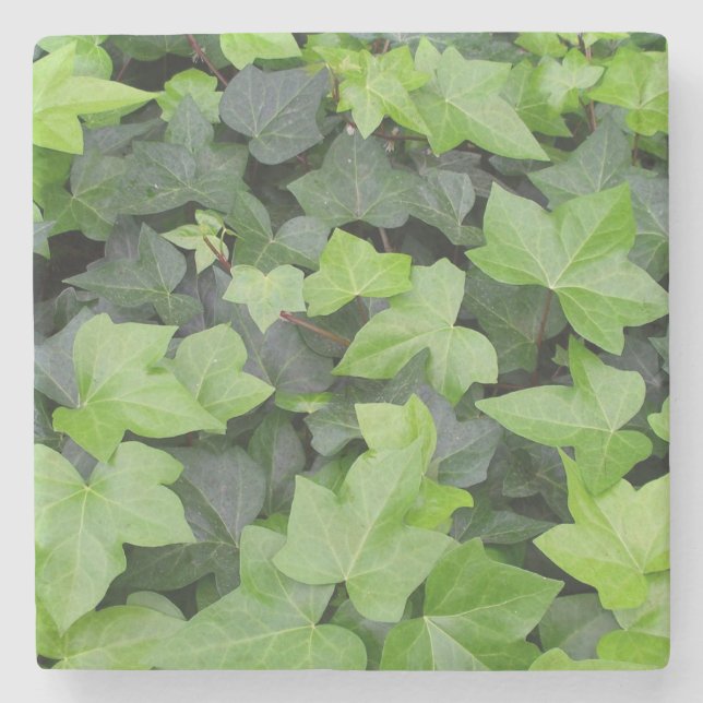 Green Ivy Botanical Print Steinuntersetzer (Vorderseite)