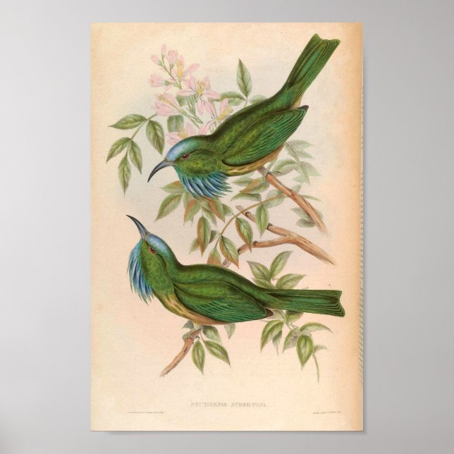 Green Kingfisher Bird Nyctiornis Athertoni Poster (Vorne)