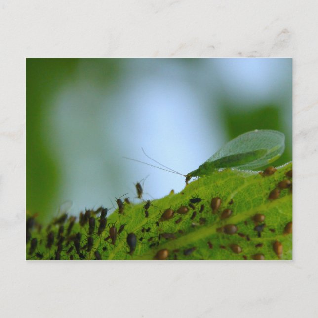 Green Lacewing Aphid Buffet Postkarte (Vorderseite)