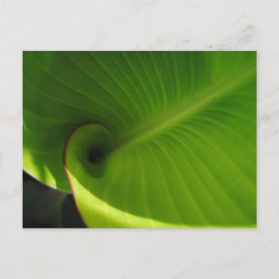 Green Leaf Swirl Postkarte