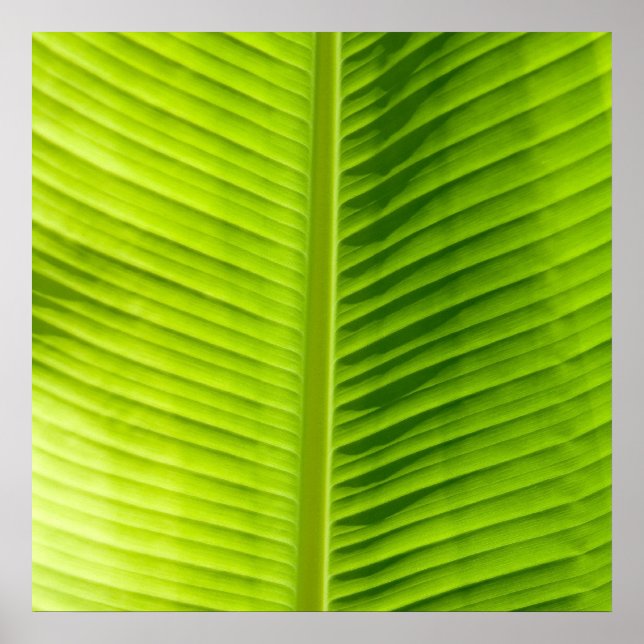 Green Leaf texture Art poster (Vorne)