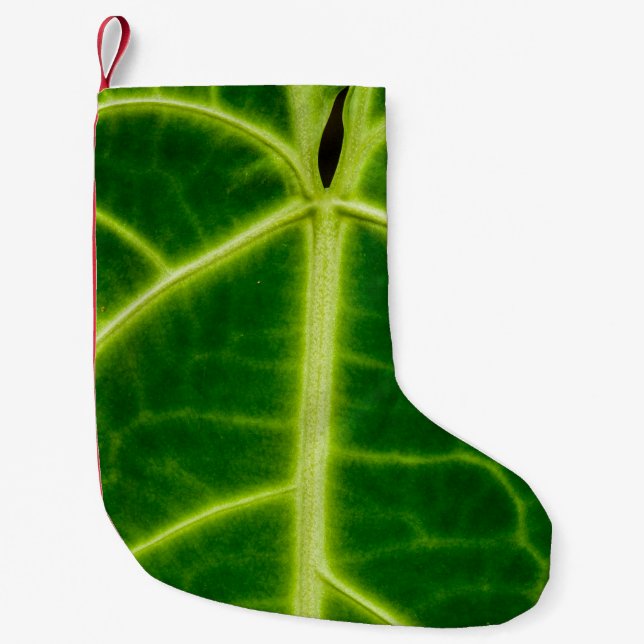Green-leafed plant kleiner weihnachtsstrumpf (Vorderseite)