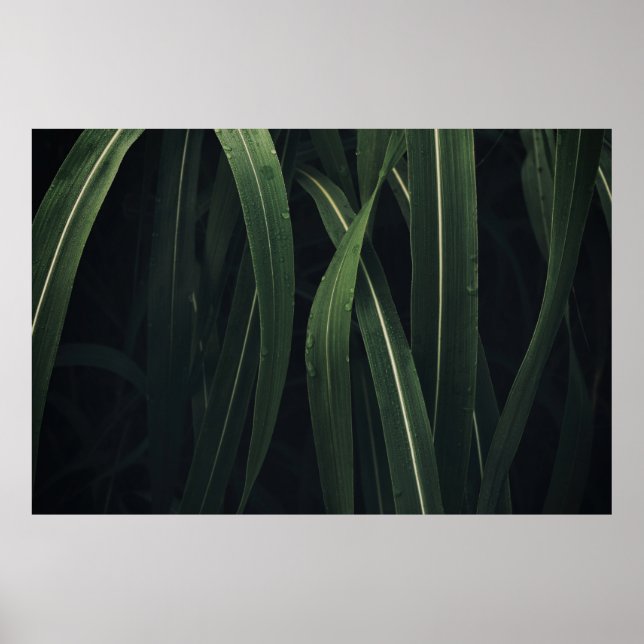 GREEN-LEAFED PLANT POSTER (Vorne)
