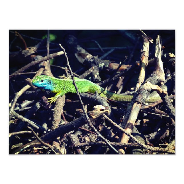 Green Lizard Foto (Vorne)