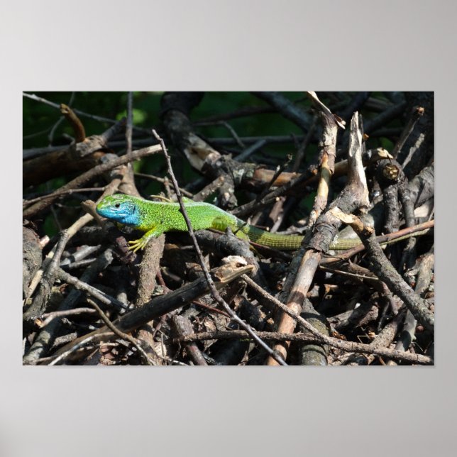 Green Lizard Foto Value Poster Paper (Vorne)