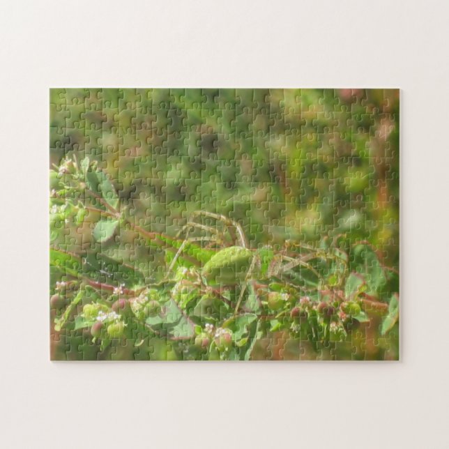 Green Lynx Spider (Horizontal)