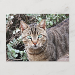 Green mit Augen Tabby Cat Postkarte