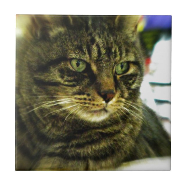 Green Mit Augen Tabby Face Fliese (Vorderseite)