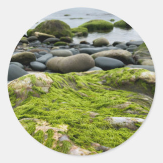 Green Moss Rocks Runder Aufkleber