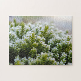 Green Moss Schönes Frosty Herbst Pflanze Makro