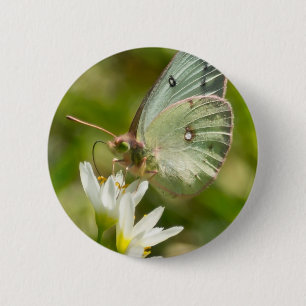 Green Moth on False Knolic Apparel and Gifts Button