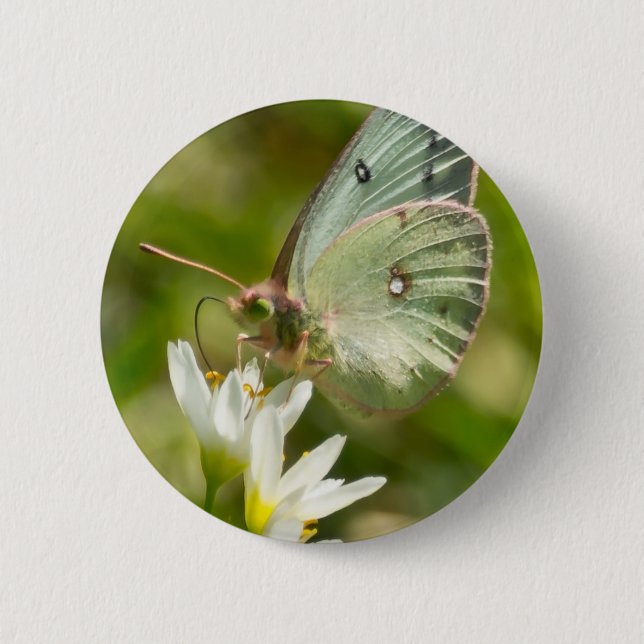 Green Moth on False Knolic Apparel and Gifts Button (Vorderseite)