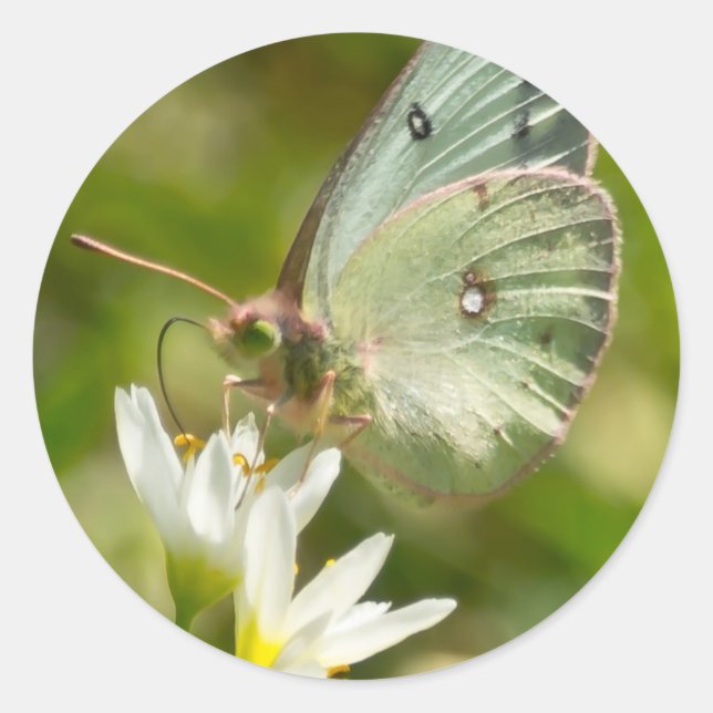 Green Moth on False Knolic Apparel and Gifts Runder Aufkleber (Vorderseite)
