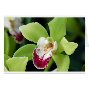 Green Orchid