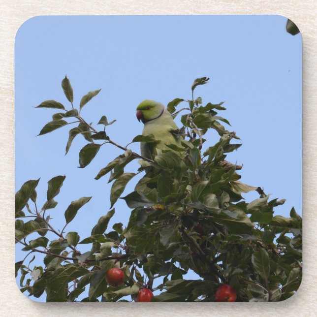 Green Parakeet Getränkeuntersetzer (Vorderseite)