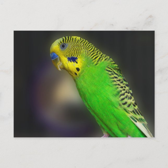 Green Parakeet Postkarten (Vorderseite)