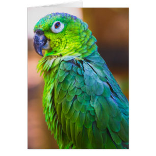 Green parrot