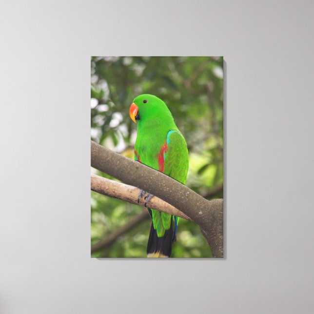 Green Parrot Portrait Leinwanddruck (Vorderseite)