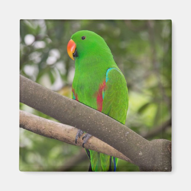 Green Parrot Portrait Magnet (Vorne)