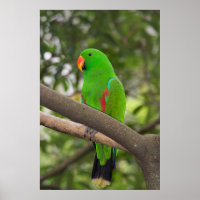 Green Parrot Portrait