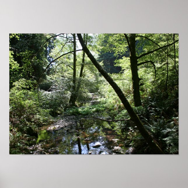 "Green Peace", Muir Woods Poster (Vorne)