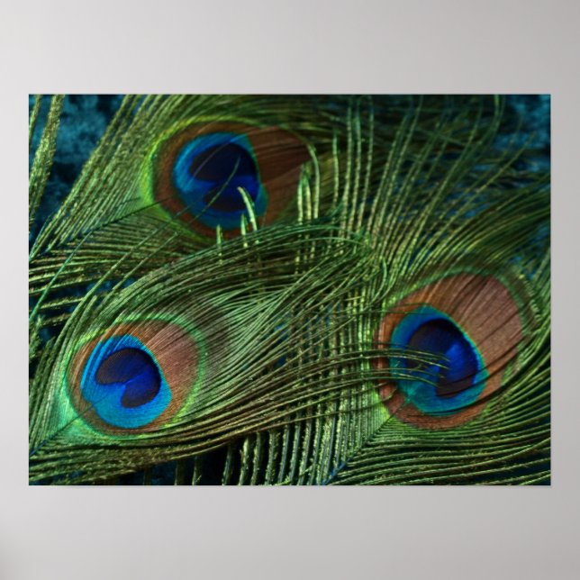 Green Peacock Feather Poster (Vorne)