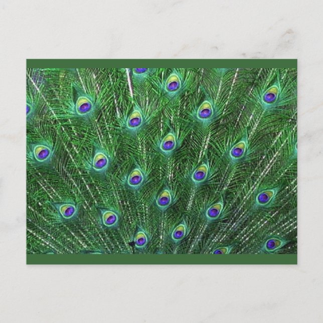 Green Peacock Feathers UAWG Einladungspostkarte (Vorderseite)