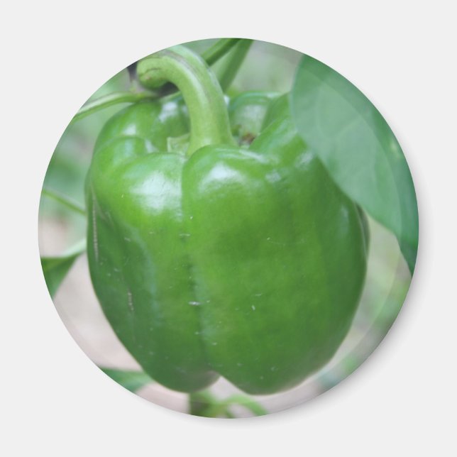 Green Pepper Magnet (Vorne)