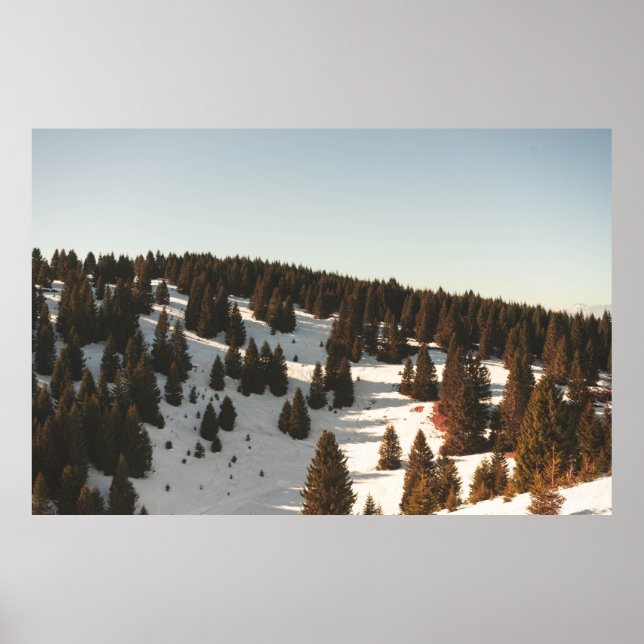 GREEN PINE TREES POSTER (Vorne)