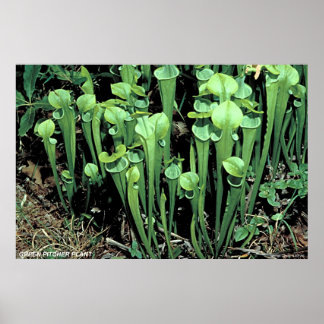 Green Pitcher-Pflanze Poster